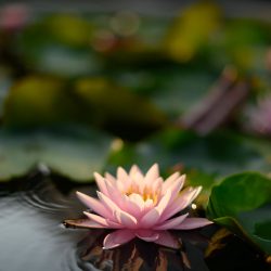 beautiful-lotus-flower-water-after-rain-garden (2)